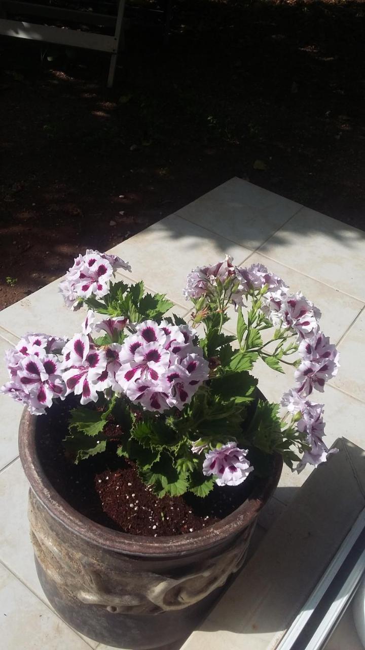 Nimet Hanim Konagi מלון *